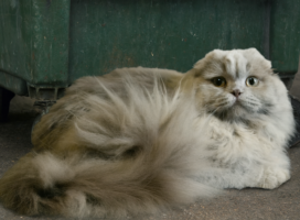 Любов без відповідальності: чому домашніх улюбленців  зраджують  найрідніші і чи захищає держава