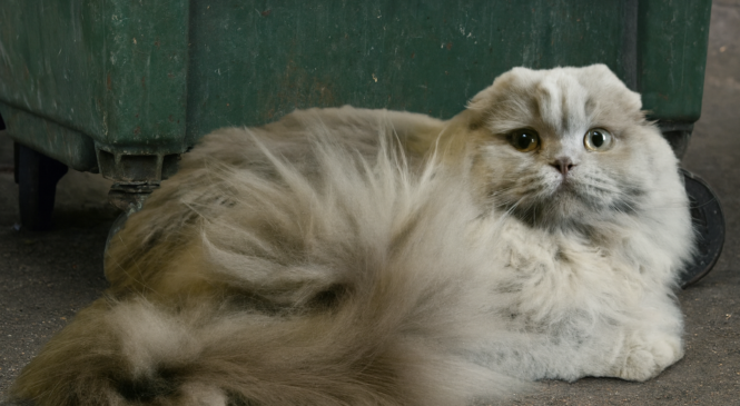Любов без відповідальності: чому домашніх улюбленців  зраджують  найрідніші і чи захищає держава