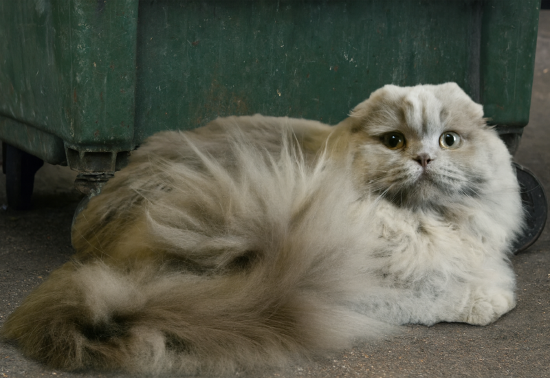 Любов без відповідальності: чому домашніх улюбленців  зраджують  найрідніші і чи захищає держава